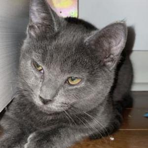 Lost Cat pablo
