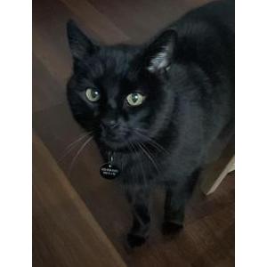 Lost Cat Frankie