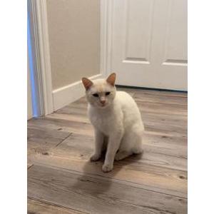 Found Cat Unknown