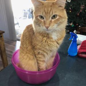 Lost Cat Snickers