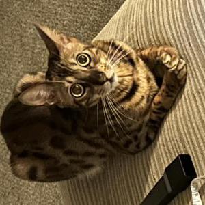 Lost Cat Harley