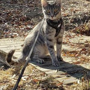 Lost Cat Moxxy