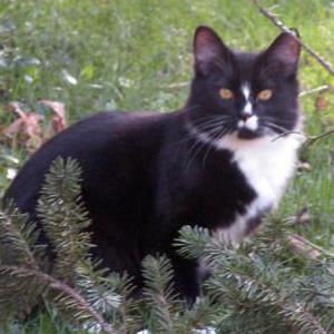 Lost Cat Buddy