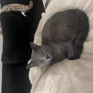 Lost Cat Gatsby “Bubas”