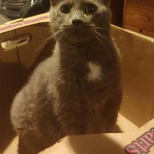 Image of Muffin, Lost Cat