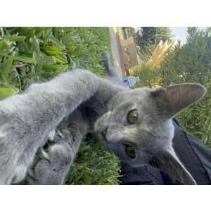 Lost Cat Dusty