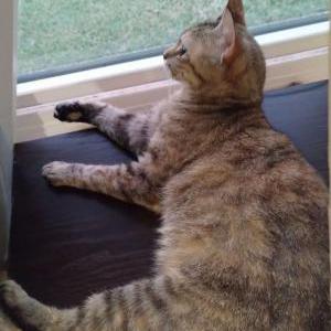 Lost Cat Ginger