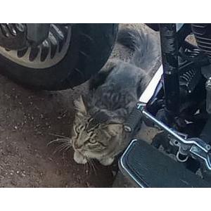 Found Cat unknown