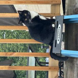 Lost Cat Luna