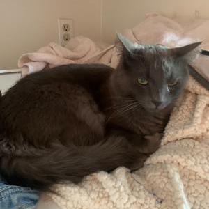 Lost Cat ozzy
