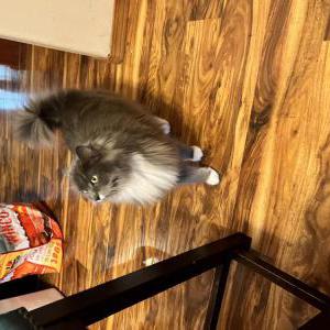 Lost Cat Thor