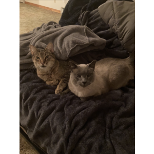Lost Cat Felix