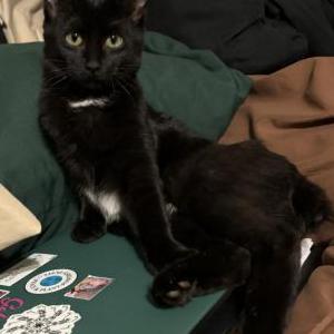 Lost Cat Cardi