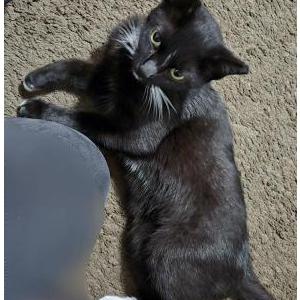 Image of Patricia, Lost Cat