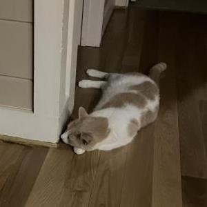 Lost Cat Finnegan
