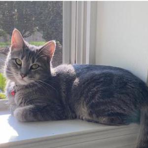 Lost Cat Phoenix