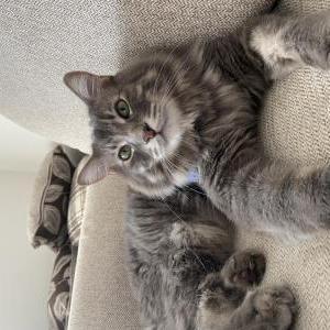 Lost Cat Baloo