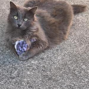 Lost Cat Cuddles/ Mamas