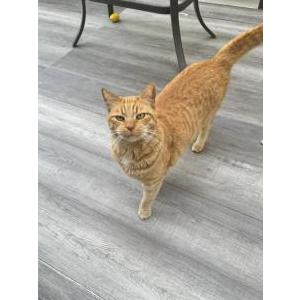 Lost Cat Blaze