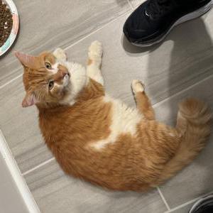 Found Cat unknown
