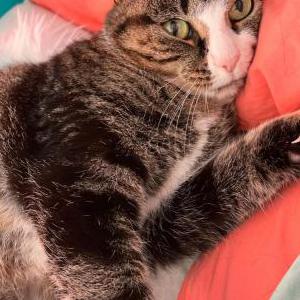Lost Cat Lucy