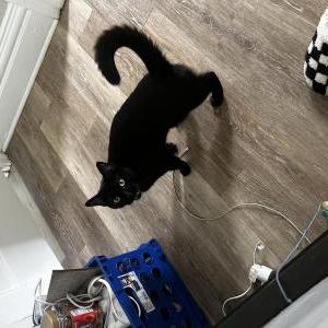 Lost Cat Luna