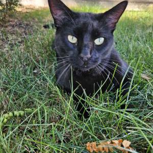 Lost Cat Bonnie