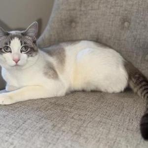 Lost Cat Bugsy