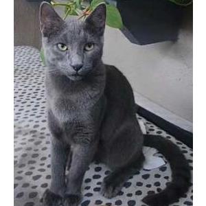 Lost Cat BENJAMIN