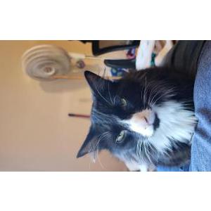 Found Cat Ned