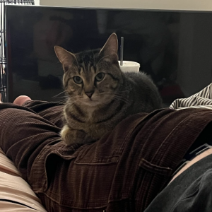 Lost Cat Buffett