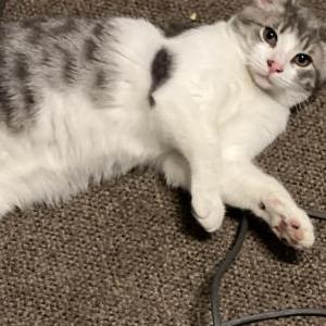 Lost Cat Smokey Joe