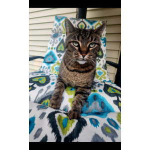 Lost Cat Cleo