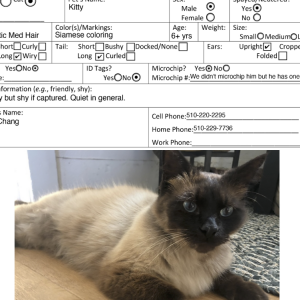 Lost Cat Kitty