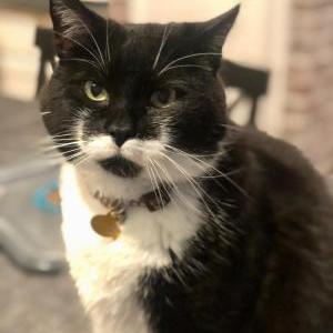Lost Cat Luka