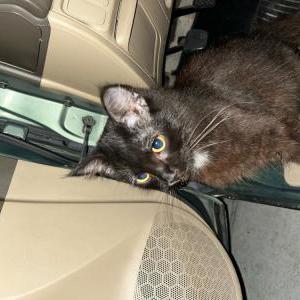 Lost Cat Unknown