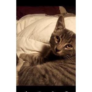 Lost Cat Mr diggles