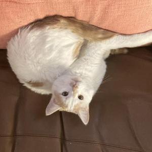 Lost Cat Quinley