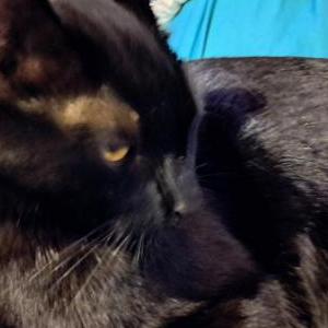 Lost Cat Cavi