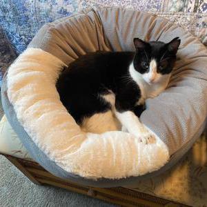 Lost Cat Mr. Snuggles