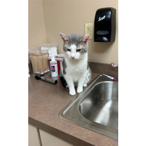 Lost Cat Bear