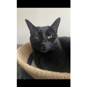 Lost Cat Bean