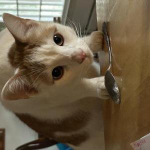 Lost Cat Ramp
