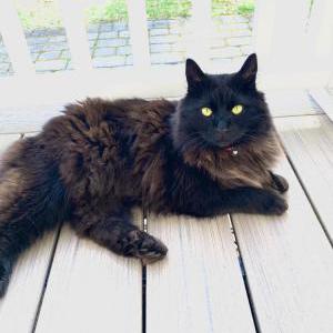 Lost Cat Blackjack