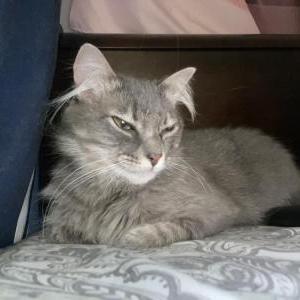 Lost Cat Maki