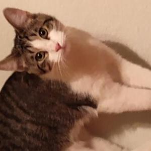 Image of Unknown (no collar), Found Cat