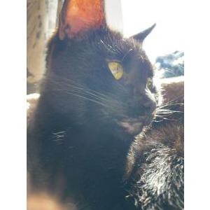 Lost Cat Kiki
