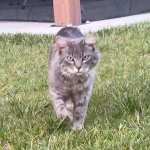 Lost Cat Chub-Chub