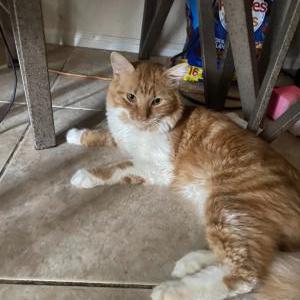 Lost Cat Simba