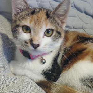 Lost Cat Ginny